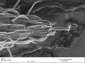 Media type: image;   Invertebrate Zoology 147385   shows cataloged_item 147385